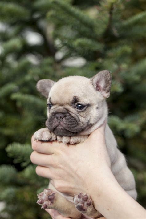 She comes with papers, shots, and health guarantees. Chocolate Fawn French Bulldog Puppy, now living in ...