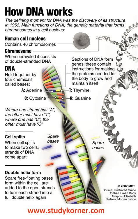 Deoxyribonucleic Acid Dna Biology Science Facts Studypk