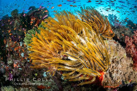 Crinoid Feather Star On Pristine Coral Reef Fiji Crinoidea Vatu I
