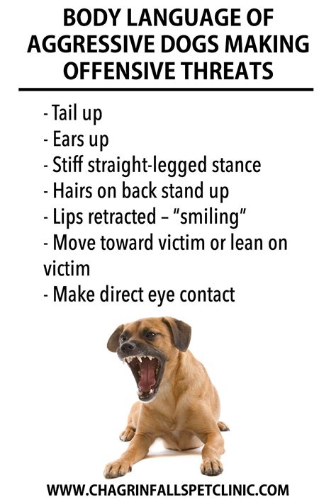 Dog Aggression Warning Signs