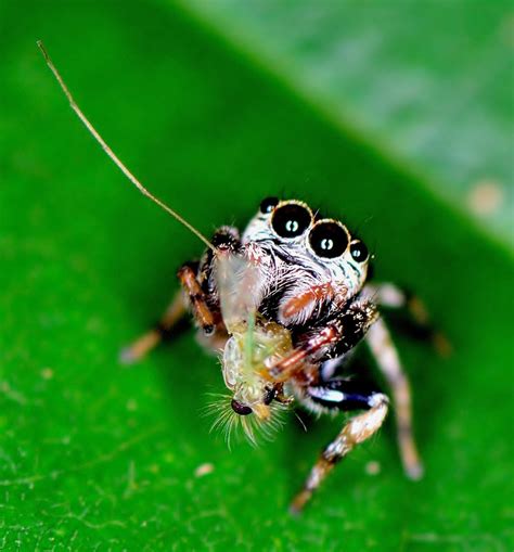 Beautiful Spider Pictures And Fun Facts Hubpages
