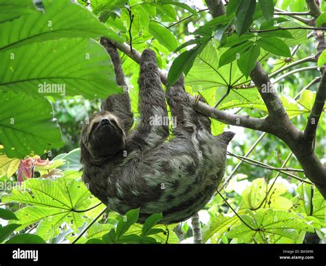Brown Throated Three Toed Sloth Bradypus Variegatus Hanging From A Tree In The Amazon