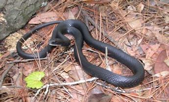 8 common snakes in tennessee. Species Profile: Black Racer (Coluber constrictor) | SREL ...