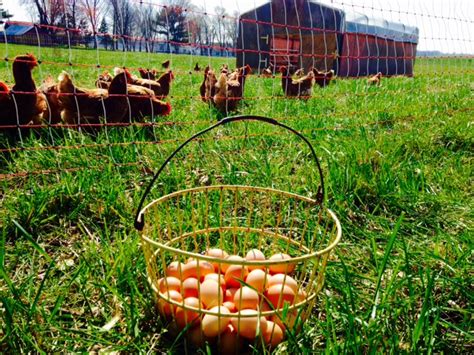 Eggs Pastured And Bundled Farm Connection