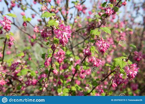 Red Flowering Currant Ribes Sanguineum Flowers Stock Image Image Of