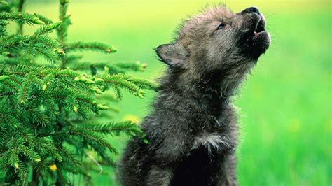 Howling wolf cub wallpaper - backiee