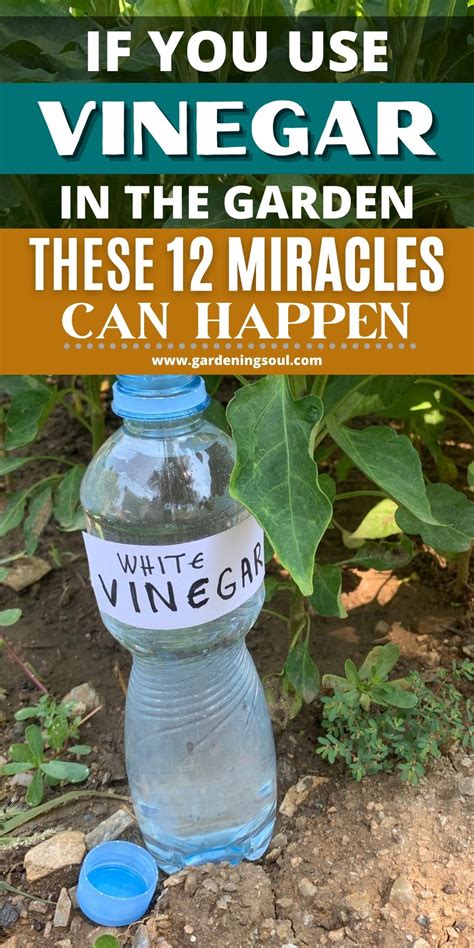 If You Use Vinegar In The Garden These 12 Miracles Can Happen Garden