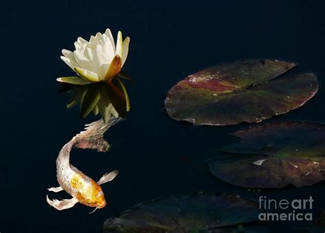Japanese Koi Fish And Water Lily Flower By Jennie Marie Schell Koi