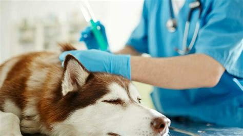 Can You Get Allergy Shots For Dogs Immunotherapy For Dogs