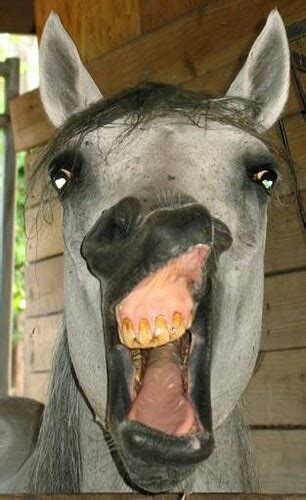 Pin By Susan Musso On Humor Funny Horse Face Funny Horse Pictures