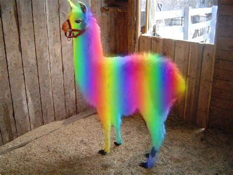 Rainbow Llama Llama Shaved Llama Rainbow