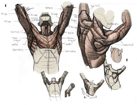 Chest Muscles Anatomy Man Arms Chest And Shoulders With Images