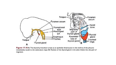 Foramen Cecum Embryology