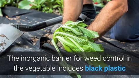Install Weed Barrier In The Vegetable Garden Which Is Best Youtube