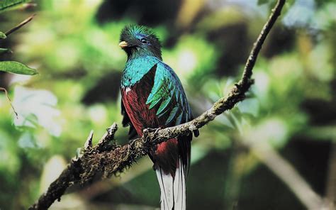 Green Nature Trees Animals Leaves Quetzal Birds