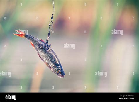 Live Bait For Pike Fishing Stock Photo Alamy