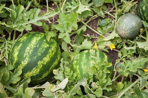 How To Plant And Grow Watermelons Tips From A Seasoned