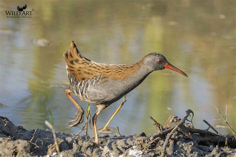 Rails Rails Crakes And Coots Rallidae Gallery