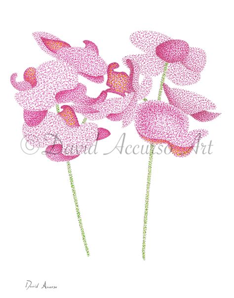 Orchid Stippling Art Print — David Accurso Art