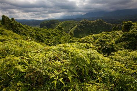 The Most Beautiful Jungle Landscapes In The World Easyvoyage