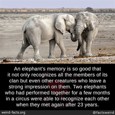 An elephant never forgets quote. Pin by Sarah Finley on Quotes, Facts, & Inspiration in 2020 | Elephant, Elephants never forget ...