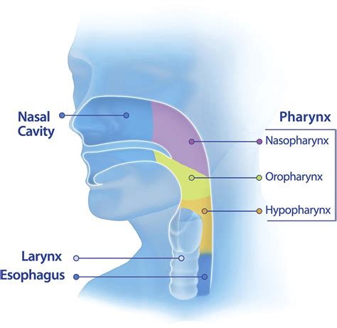 The Pharynx Examination Of An Area Too Often Ignored During Upper Endoscopy Gastrointestinal