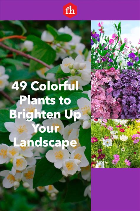 49 Colorful Plants To Brighten Up Your Landscape Colorful Plants