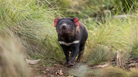 Tasmanian Devil Facial Tumour Disease Found In
