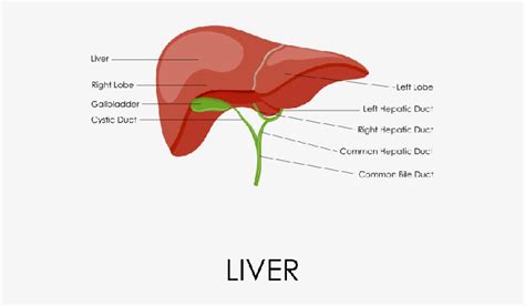 Liver Diagram Figure The Liver Posterior And Inferior Surfaces Of The