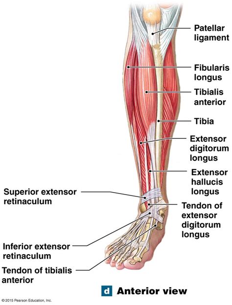 Lateral And Medial View Of The Extrinsic Muscles That Move The Foot And