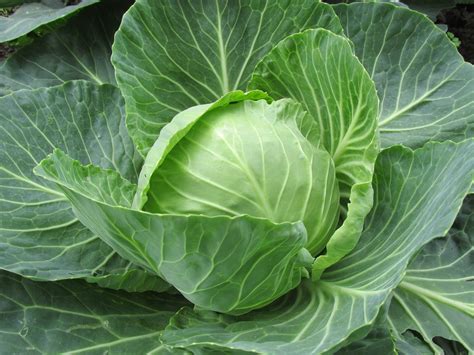 Cabbage The Superior Leafy Vegetable Freshmag