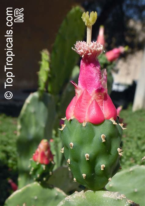 They can be scrapped off, but there's no sign of an insect or anything moving. Opuntia cochenillifera, Nopalea cochenillifera, Opuntia ...