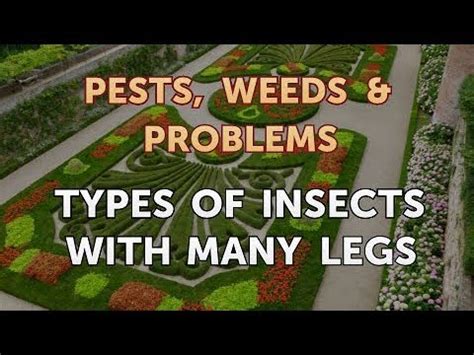 One convention animators made with insect characters was to draw them with only four legs, not the six legs they characteristically have. Types of Insects With Many Legs - YouTube