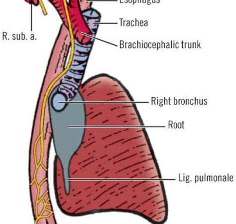 Anatomy Of Esophagus And Trachea Medicinebtgcom