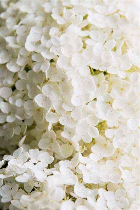 White Hydrangea Wallpapers Top Free White Hydrangea Backgrounds