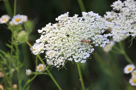 Queen Anns Lace And Wildflowers Stock Photo Image Of Queen Bloom