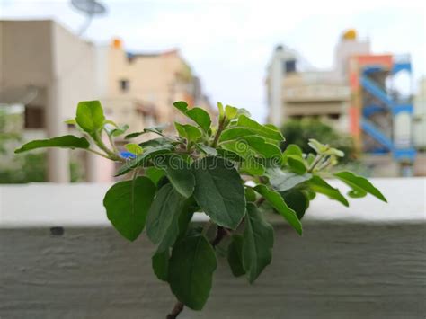 2344 Tulsi Plant Stock Photos Free And Royalty Free Stock Photos From
