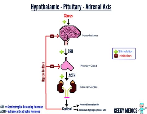 How The Adrenal Axis Works Geeky Medics