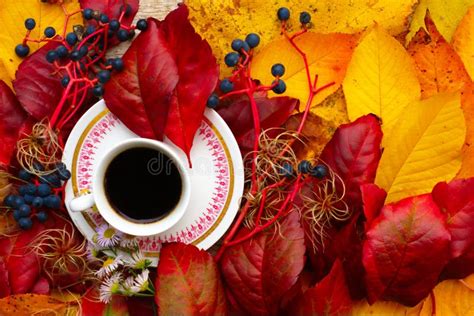 Coffee In Autumn Leaves Stock Image Image Of Foliage 105016869