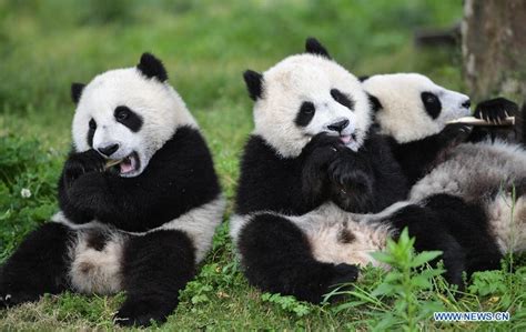 Top 10 Things You Need To Know About Pandas Peoples Daily Online