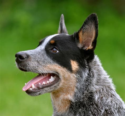 Some are for older dogs or obese dogs, and some tout the phrase nutrient dense or high energy. dog food and supplies. Australian Cattle Dog Breed » Information, Pictures, & More