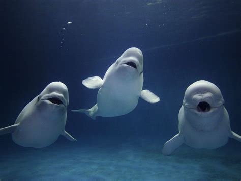 Beluga Whale Wallpapers Backgrounds