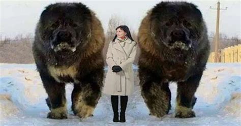 11 Of The Worlds Largest Dog Breeds Thegoodypet Images