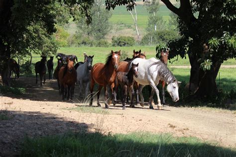 Horses at Verlorenkloof, Mpumalanga,South Africa | South africa, Southern africa, Africa