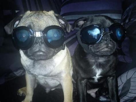 Pug In Goggles Meme Pugs Funny Cute Pugs Puppies