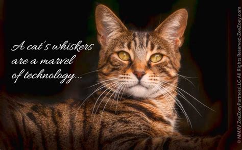 A cat with cut whiskers will become disoriented and scared. No More Whisker Fatigue for Your Cat with the Dr. Catsby's ...