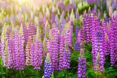 How To Plant Grow And Care For Lupine Flowers Successfully Florgeous