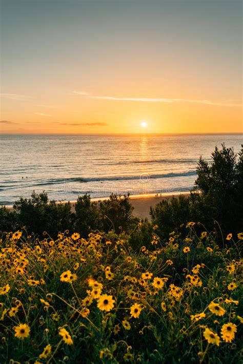 Yellow Flowers And Beach Sunrise Stock Photo Image Of Sunrise
