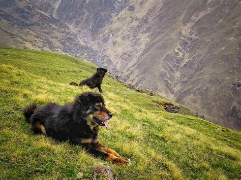 Trekking In Mountains With Indian Himalayan Mountains Wild Dogs