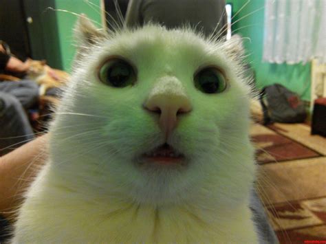 18 Amazing Catnip Funny Find The Funny Cat Best Pics